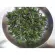 Nepta cata cat seeds