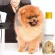 Petsmile Pomeranian Expert Shampoo and Conditioner 280ML