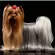 เพ็ทสไมล์ แชมพูแก้ขนร่วงในสุนัข ขนาด 500 ml x 1 ขวด  PETSMILE PREMIUM ORGANIG ANTI-HAIR LOSS SHAMPOO AND CONDITIONER FOR DOG 500 ml  1 x pcs.