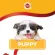 PEDIGREE DOG FOOD DRY PUPPY CHICKEN EGG AND MILK FLAVER 8 Kg เพดดิกรี อาหารสุนัขชนิดแห้ง แบบเม็ด สูตรลูกสุนัข รสไก่ไข่และนม 8 กิโลกรัม อาหารสัตว์เลี้