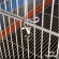 Pet cage lock
