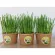 Wholesale price, cup, rice planting, 3 pieces of cats/100 baht