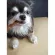Petsmile Dentalclean for Dog ขนมขัดฟันสำหรับสุนัข x 1ซองเล็ก