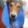 Blue*Pet Dry, a pet towel, dry more than 8 times faster. One piece is very good. Dog bathing towel