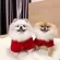 Chinese New Year For the younger dog