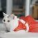 Chinese New Year skirt For the younger dog