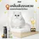 GAGER Cat Shower Shampoo, Soft Fairy Flee, very fragrant, extracted from premium grade rice milk, Cat Shampoo 250ml cat shampoo.