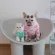 G Pastel สำหรับน้องหมาน้องเเมว