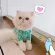 G Pastel สำหรับน้องหมาน้องเเมว