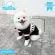 Sweather  Ngiven  เสื้อน้องหมาน้องเเมว