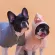 Paws Hoodie Dog Shirt