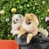 Pajamas Santa สำหรับน้องหมาน้องเเมว