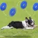 ของเล่นสุนัข ของเล่นหมา วงแหวน รูปโดนัท ยางกัด มีเสียง ช่วยทำความสะอาดฟันสุนัข อุปกรณ์สัตว์เลี้ยง ของเล่นแก้เบื่อ