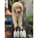 แชมพูสุนัข  บำรุงขน ขนมีน้ำหนัก ขนนุ่ม ขนเงางาม  สูตรมะพร้าว 2ขนา 250ml และ 1000ml