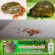 แชมพูกำจัดเห็บหมัดไข่เห็บหมัดสูตรน้อยหน่า250ml