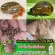 Shampoo for flea ticks, eggs, punch, custard apple 250ml