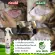 Cat dog spray Dermatitis, red rash