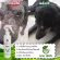 Cat dog spray Dermatitis, red rash