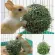 Takraw with grass for rabbit That gives grass rabbits The ball gives grass, rabbit, rabbit.