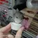 * 1 cup * Hamham Bakery Goat Milk Pudding for Shu Kar Group Hamster Animal Squirrel Baby Baby Monkey