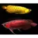 Aquatic B ยาเหลืองสำหรับกักโรคปลา รักษาโรคเชื้อรา แผลตามตัว เกล็ดพอง เปื่อย ตกเลือด หางกร่อน 60 ml. จำนวน 1 ขวด