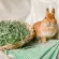 Dry grass, Timothy, grass, rabbit, rabbit, grass, tea grass for Rabbit.