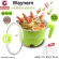 Multipurpose pot, model Waynern 1.8 liters (Green)