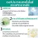 Cream oil, marijuana seeds Wrinkle reduction cream Wrinkles cream To moisturize Helps reduce wrinkles Solve skin problems Facial lifting Whitening cream Moisturizer