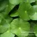 Centella Asiatica Lotion, Centella Giffarine Centlela Body Lotion Giffarine, adding white skin, moisturizing