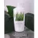 Vetiver grass lotion, soft, fragrant skin from vetiver grass, Sweet Almond oil cream