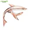 Dreammaker® CP8 CPO Capo, guitar, Capo, good shark shape, can be used for both airy guitar, classic guitar