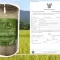 Chiang Rai organic jasmine rice