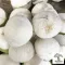 2 types of young coconuts, choose fresh coconut/young coconut, burn, juicy juice, new coconut, sell well, not outstanding.