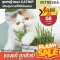 The cheapest genuine! Ready to send vetreska, cat grass, ready to grow Helping the cat to be healthy