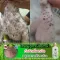 Shampoo for flea ticks, eggs, punch, custard apple 250ml